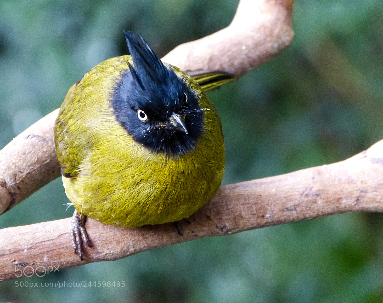 Panasonic Lumix DMC-FZ150 sample photo. Angry bird photography