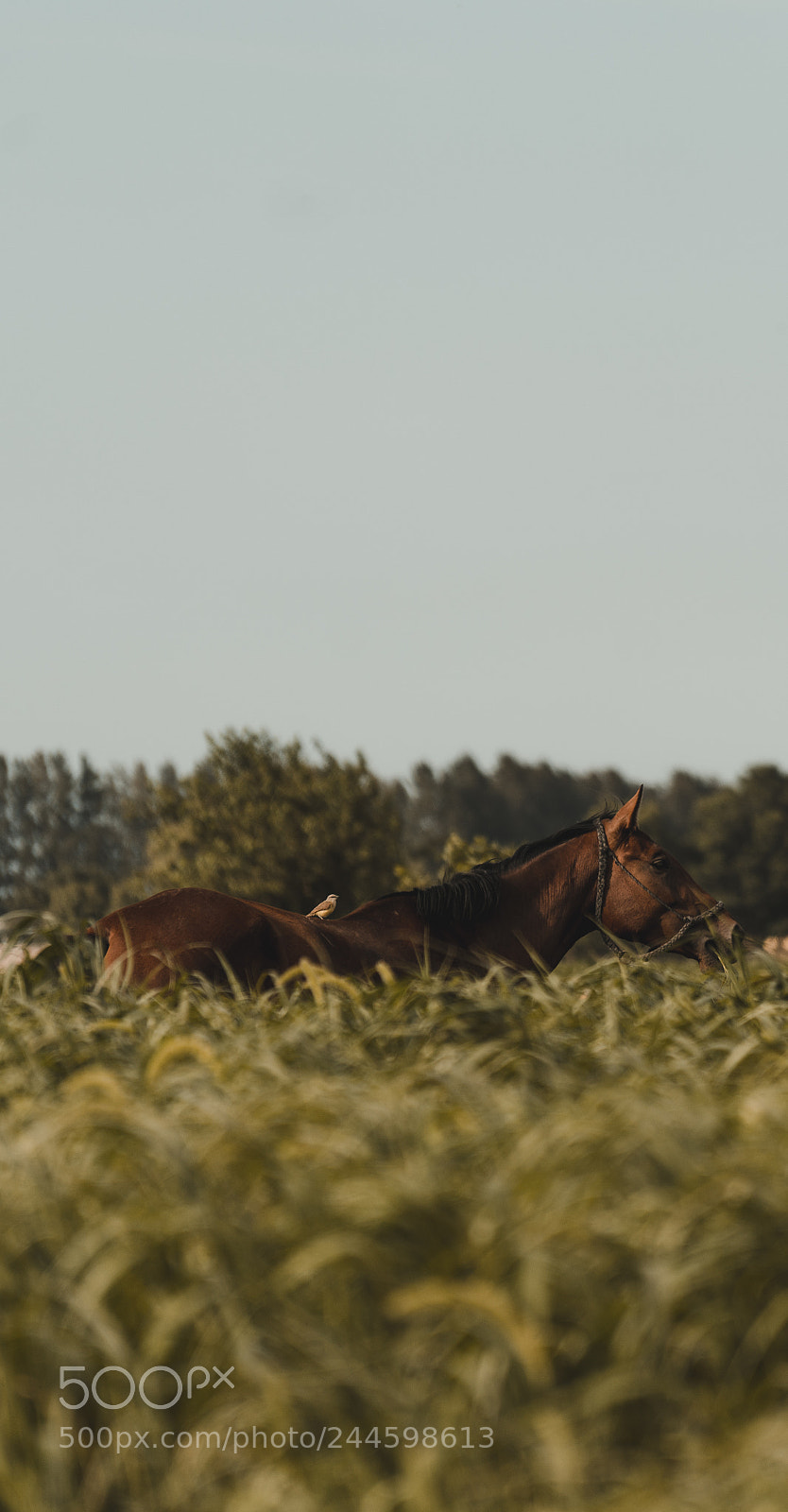 Sony a7R II sample photo. Amistad photography