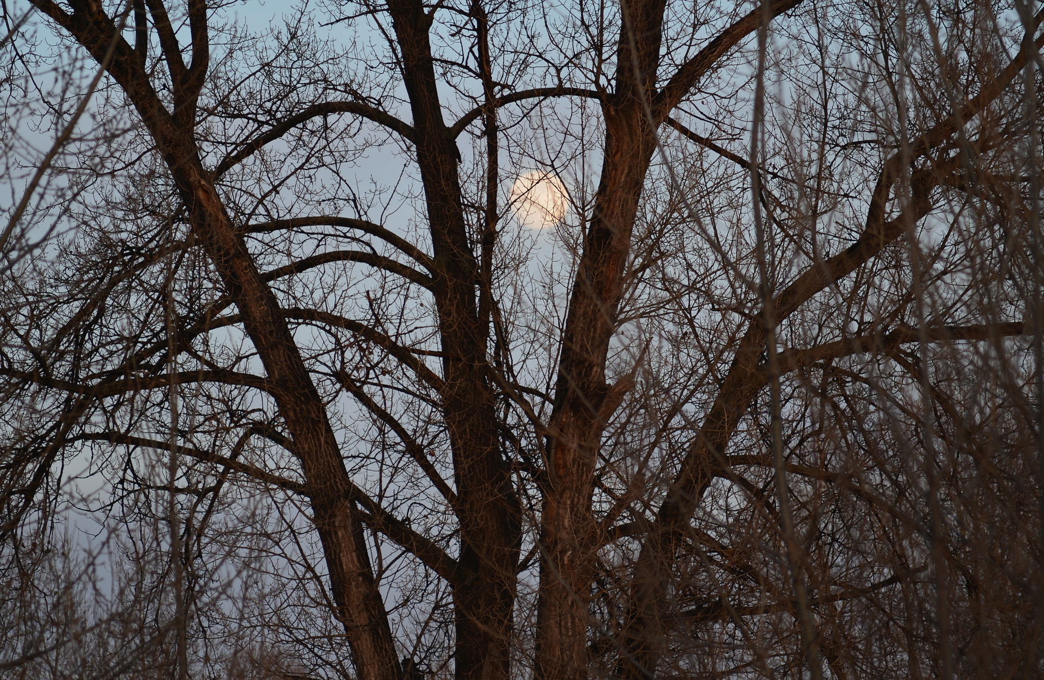 Nikon Df + AF Zoom-Nikkor 80-200mm f/4.5-5.6D sample photo. Dfr photography