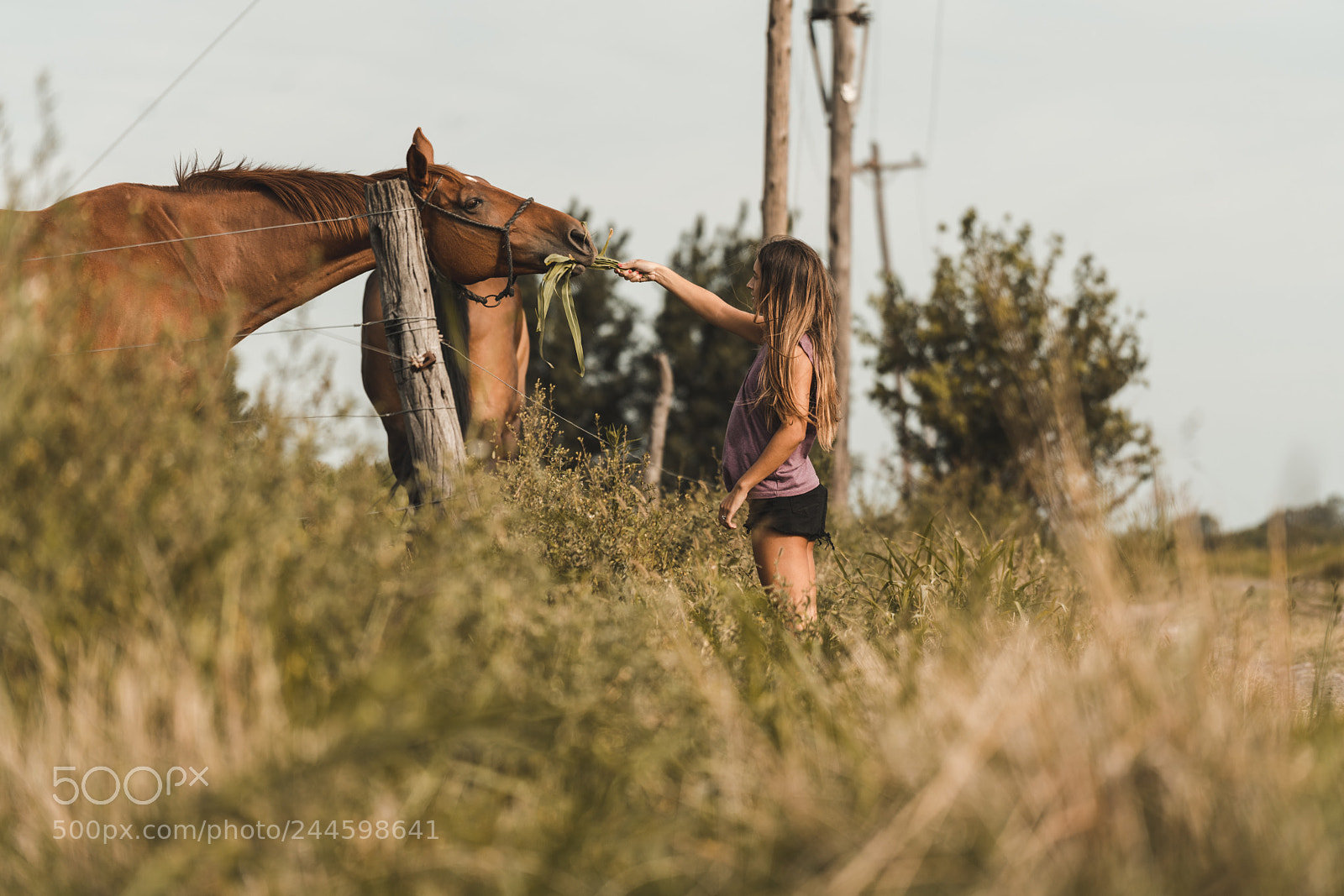 Sony a7R II sample photo. Potras photography