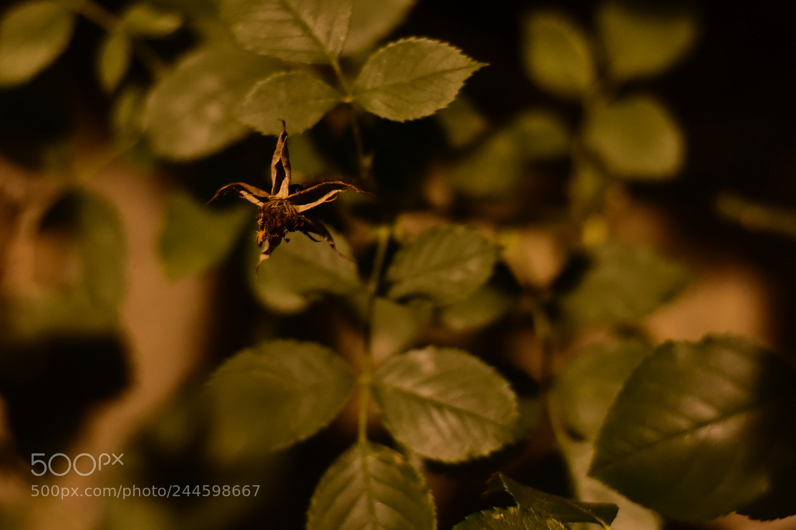 Nikon D750 + Nikon AF-S Nikkor 50mm F1.8G sample photo. Withered rose photography