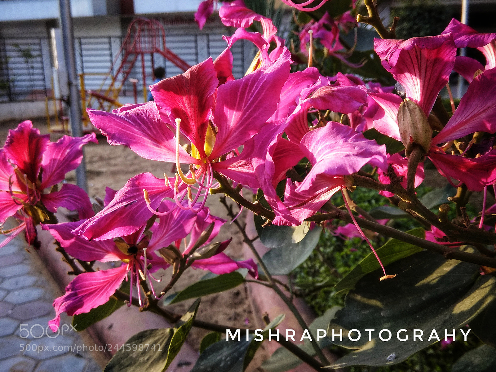 Xiaomi Redmi Note 4 sample photo. The flowers awesome photography