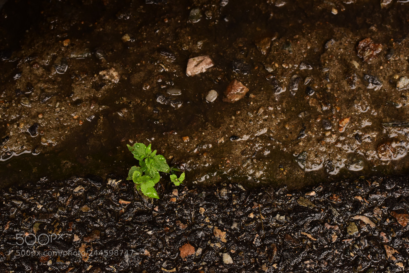 Nikon D750 + Nikon AF-S Nikkor 50mm F1.8G sample photo. Leaves #1 photography