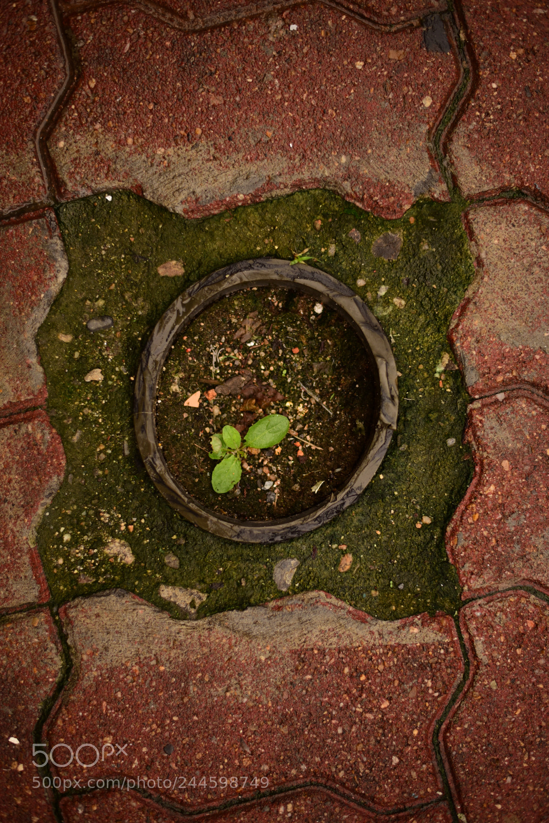 Nikon D750 + Nikon AF-S Nikkor 50mm F1.8G sample photo. Leaves #2 photography