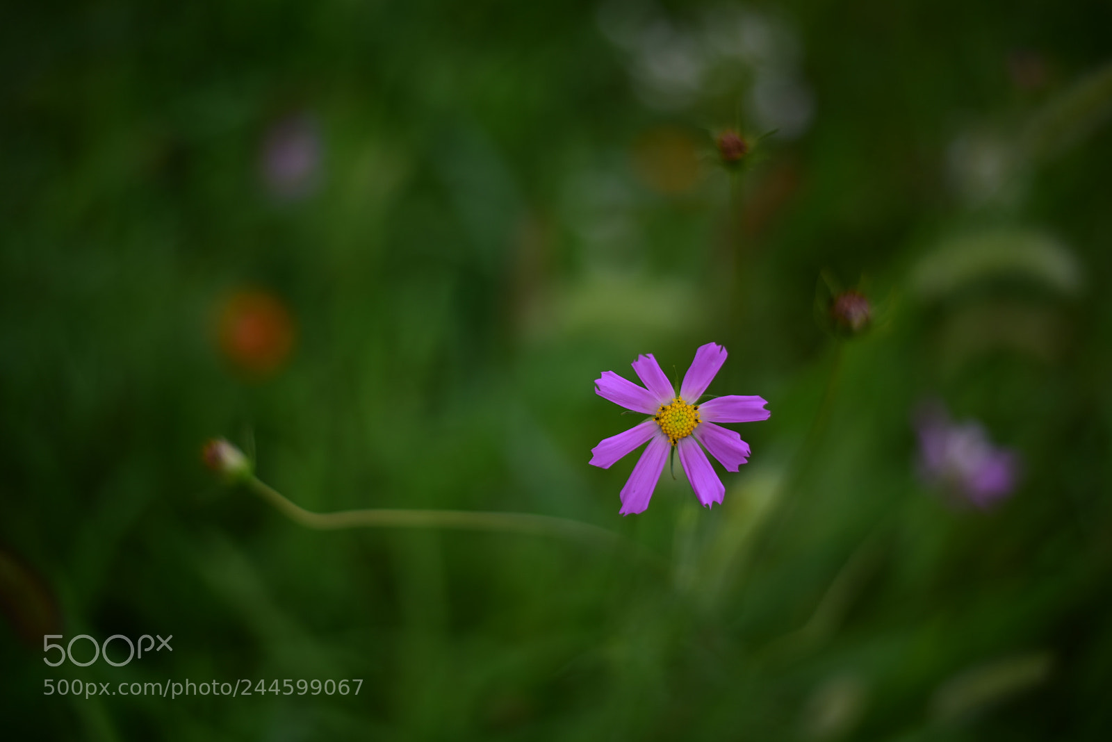 Nikon D750 + Nikon AF-S Nikkor 50mm F1.8G sample photo. Violet cosmos photography