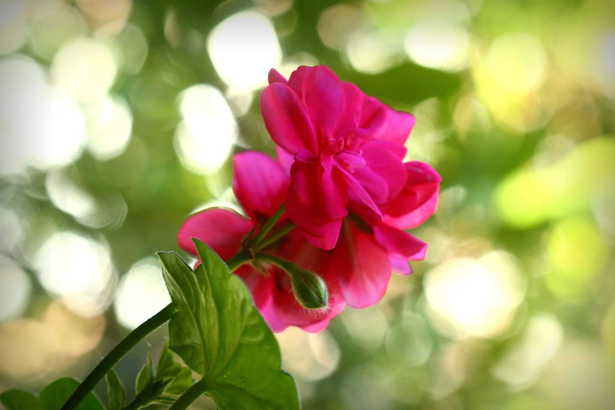 Canon EF 100mm F2.8 Macro USM sample photo. Sakız sardunya ... photography