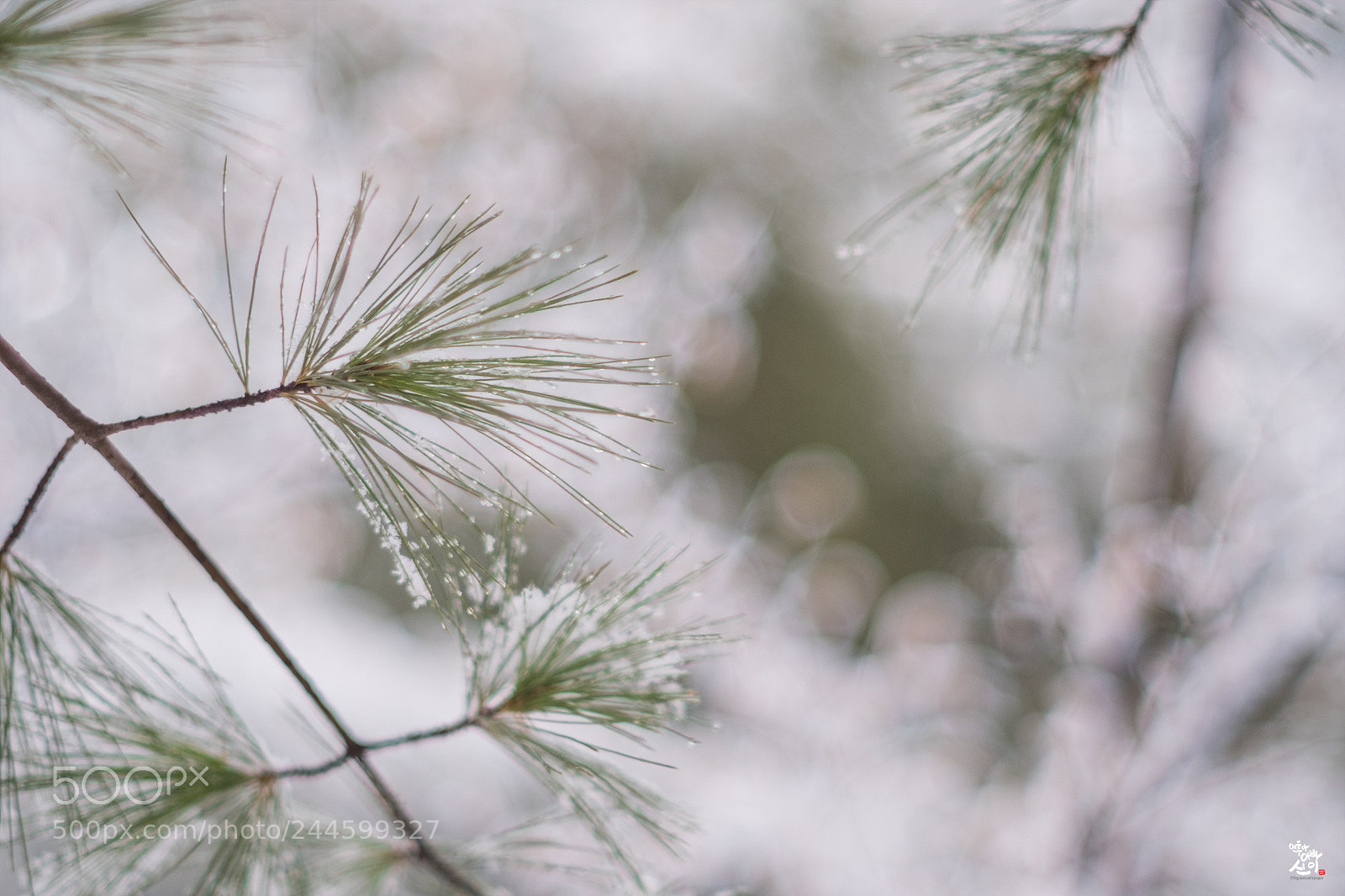 Fujifilm X-T2 sample photo. Snow and  pine needle photography