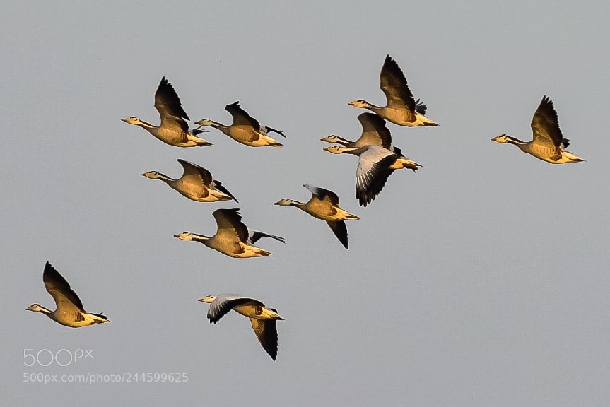Nikon D500 sample photo. Bar-headed goose photography