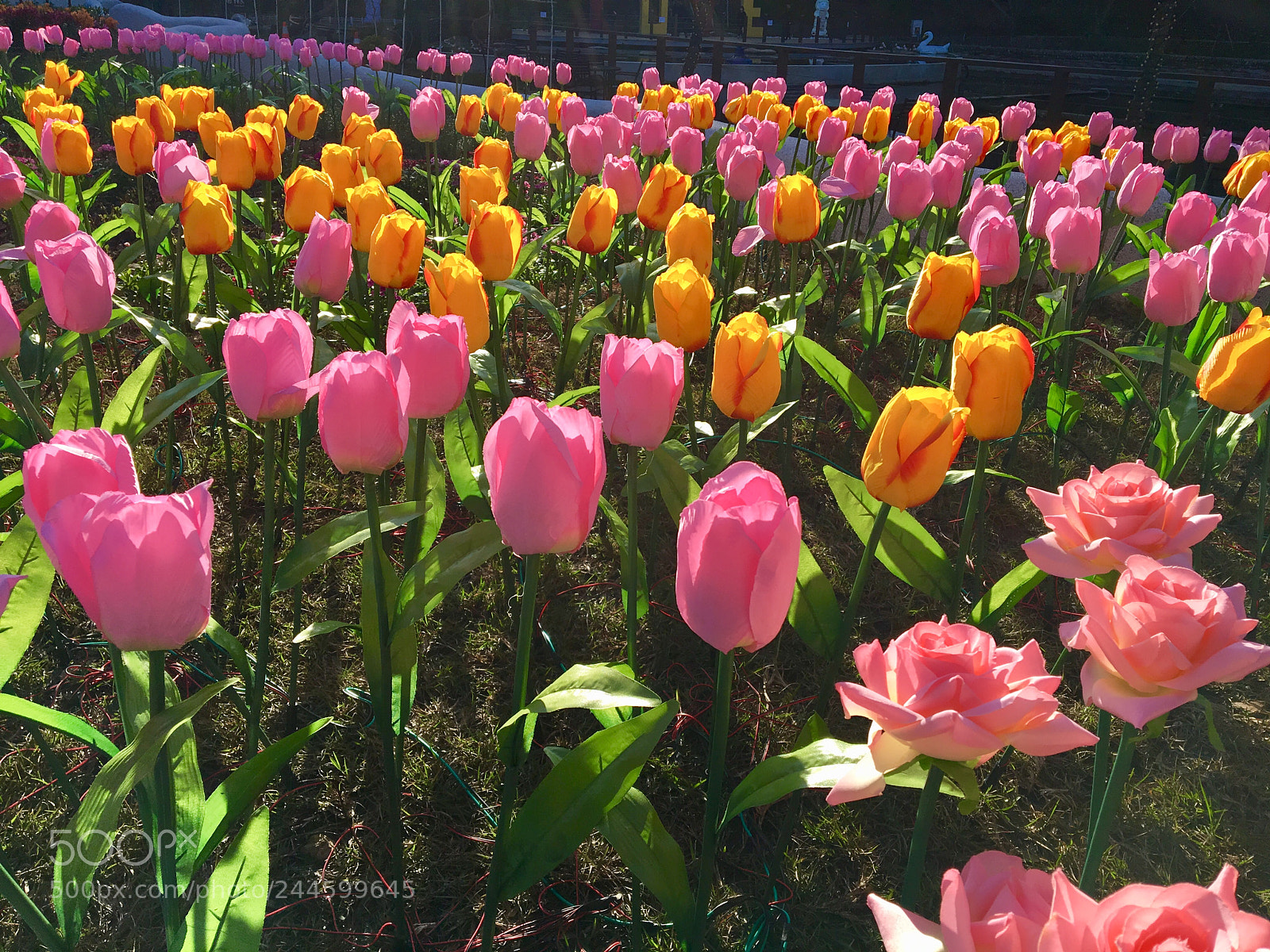 Apple iPhone 6s sample photo. Swiss garden, taiwan photography