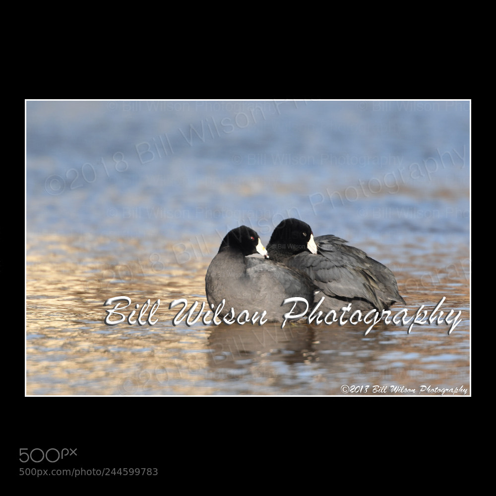 Nikon D500 sample photo. Coot pair photography