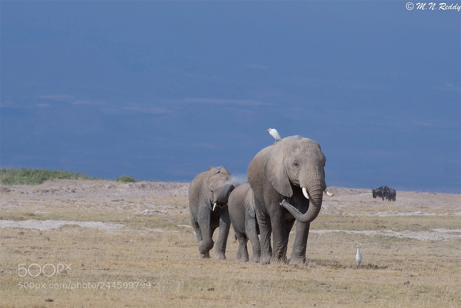 Nikon D5 sample photo. Elephant family photography