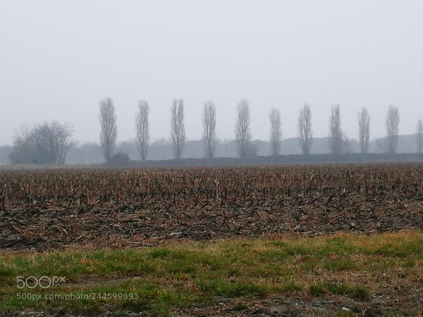 HUAWEI P9 sample photo. Foggy afternoon photography