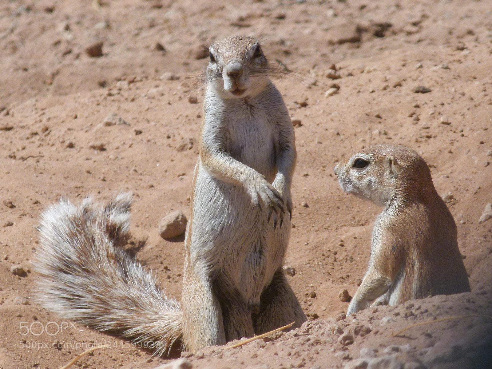 Panasonic Lumix DMC-FZ100 sample photo. Ground squirrel photography