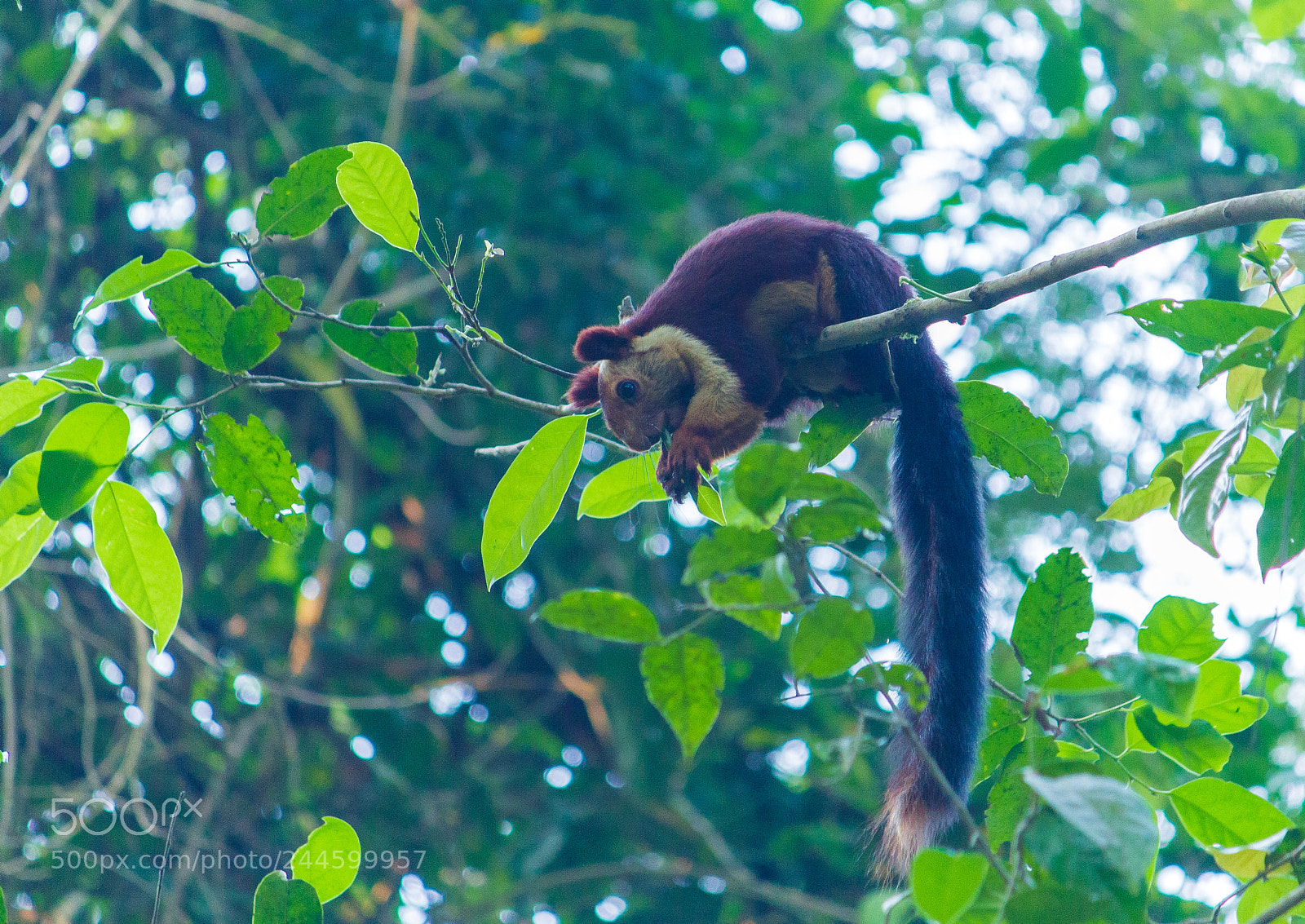 Canon EOS 550D (EOS Rebel T2i / EOS Kiss X4) sample photo. Malabar giant squirrel (malayannan) photography