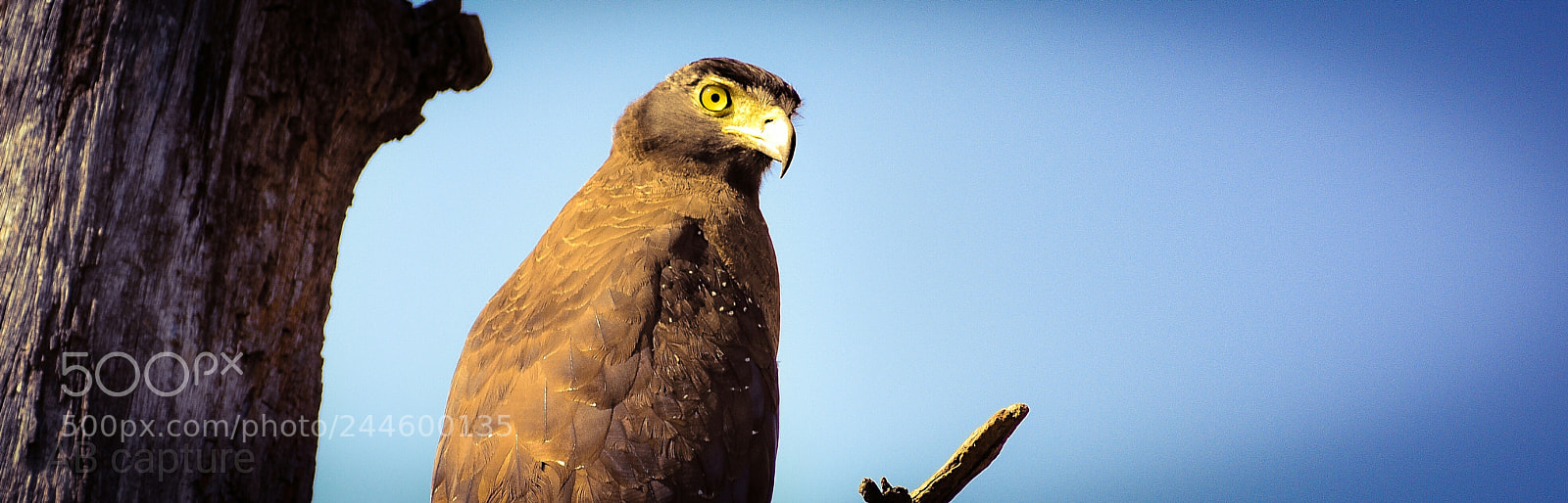 Nikon D3400 sample photo. Eagle photography