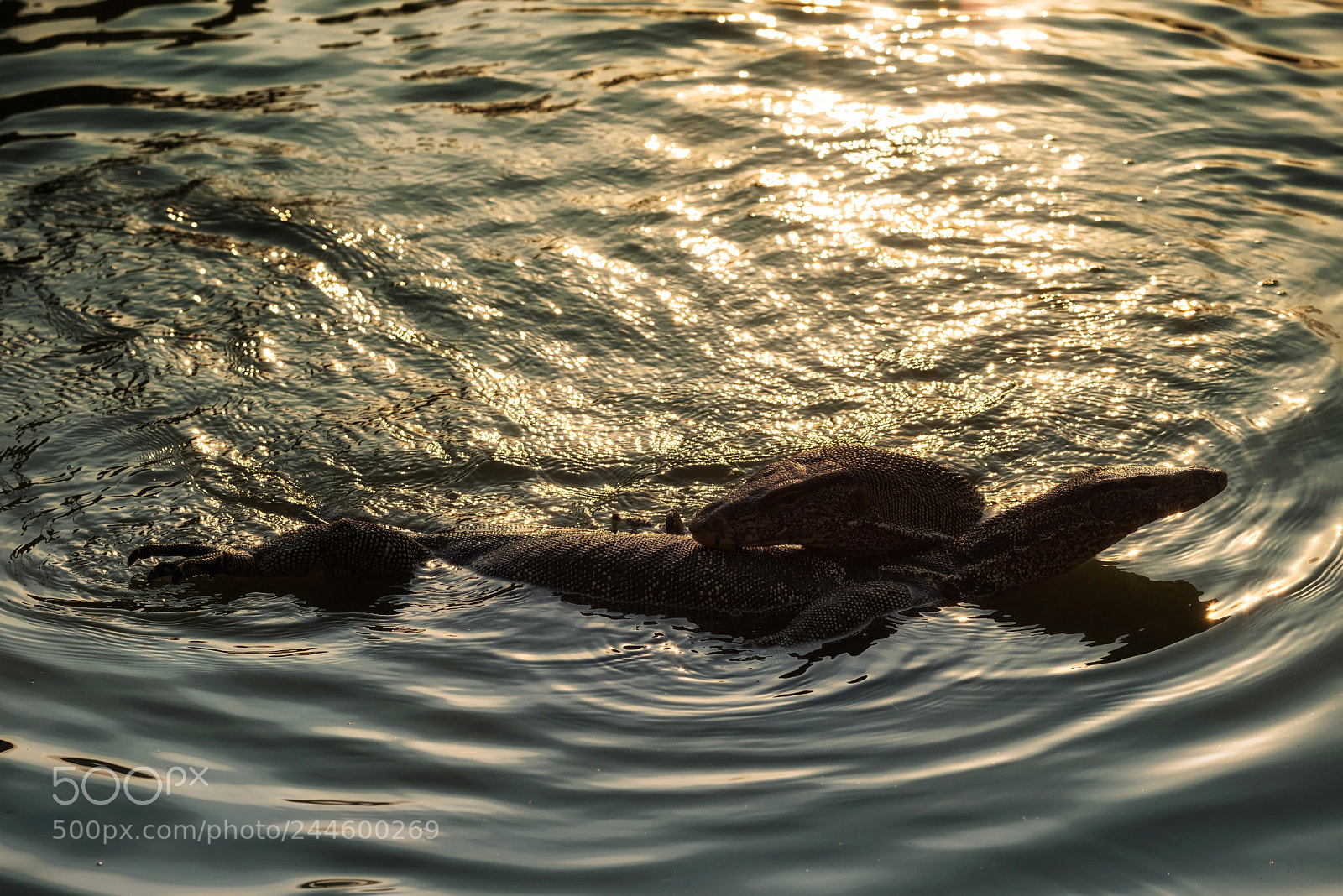 Nikon D810 sample photo. Monitor lizard couple make photography