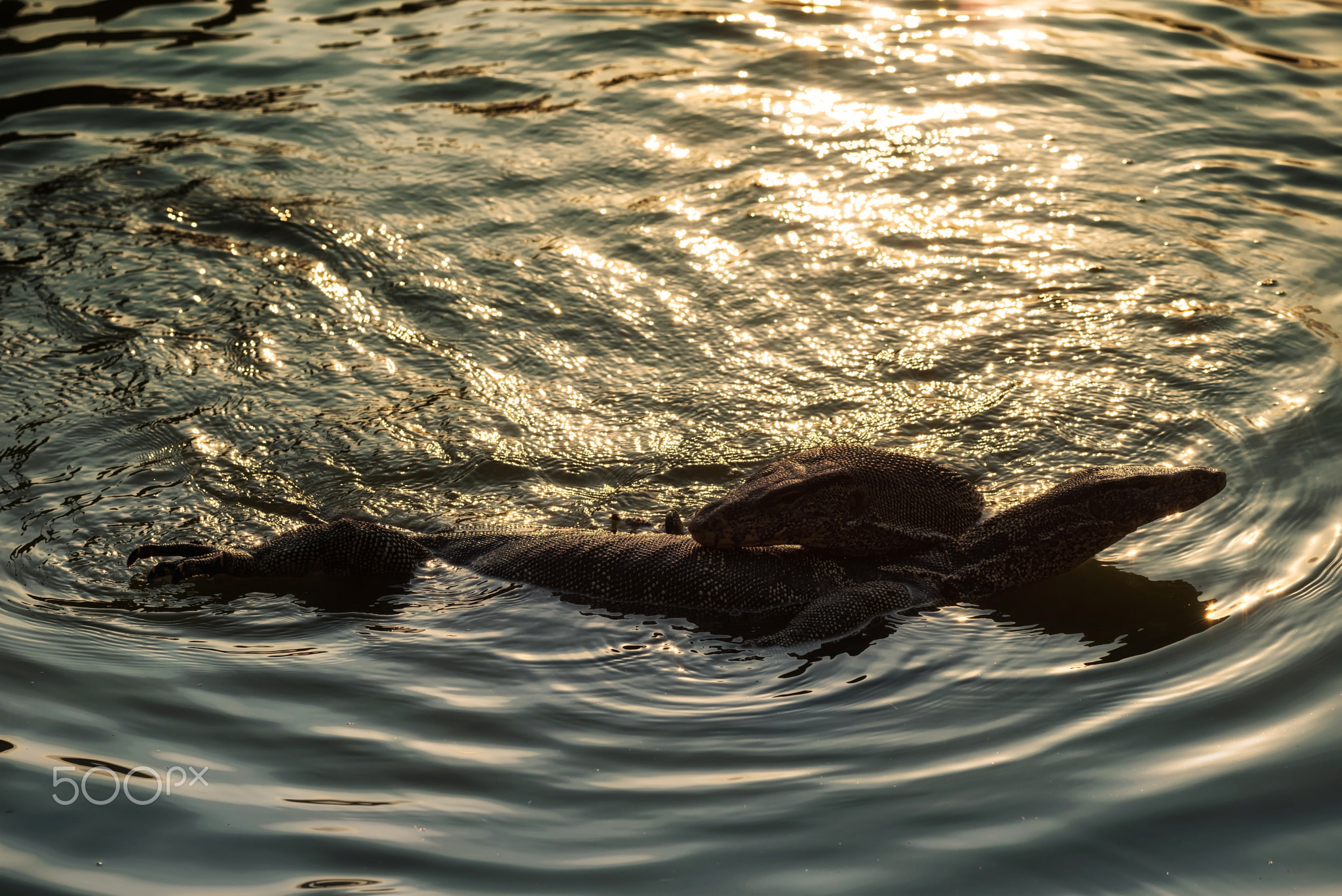 monitor lizard couple make love in water