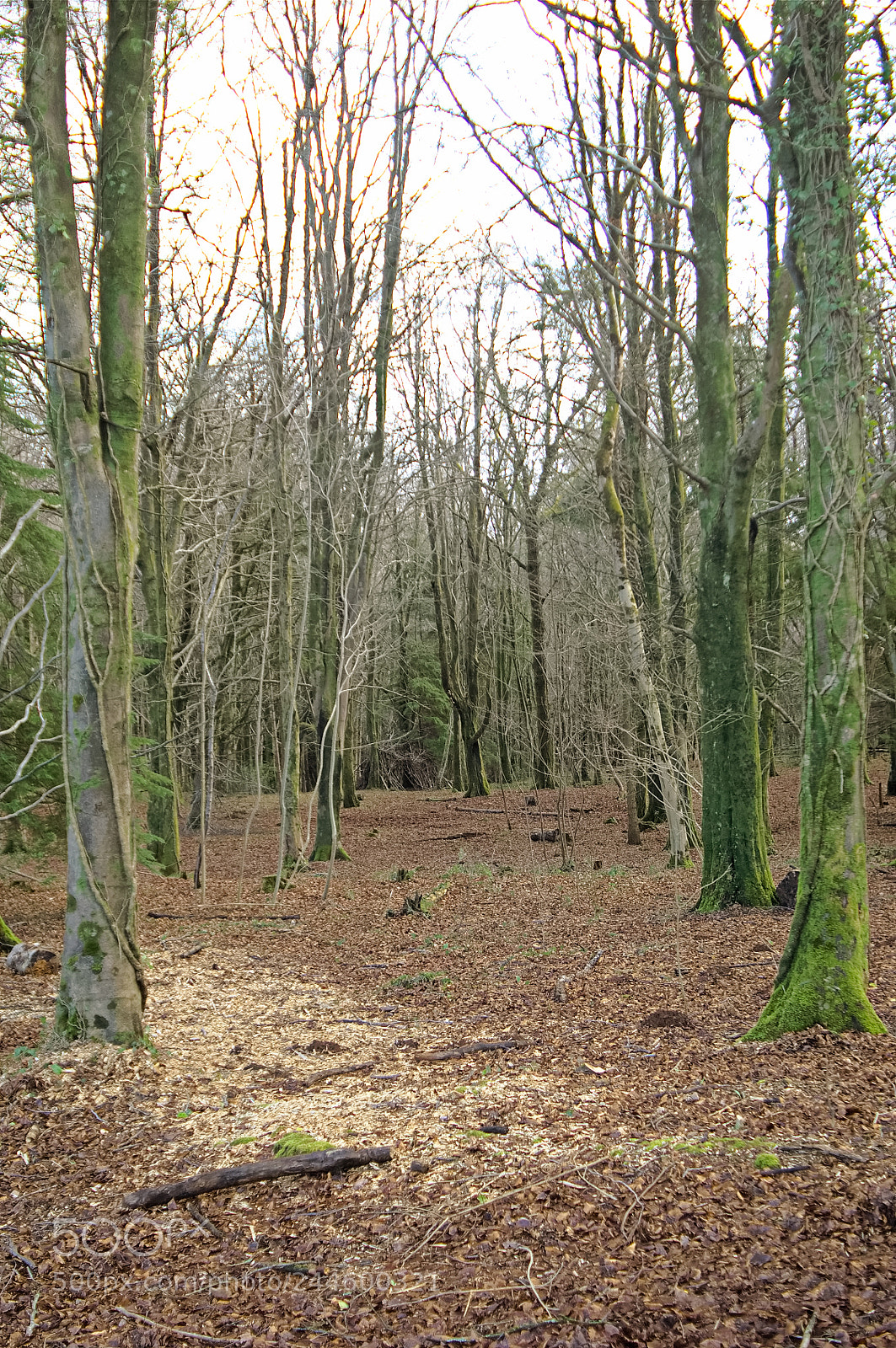 Nikon D2X sample photo. Managed woodland photography