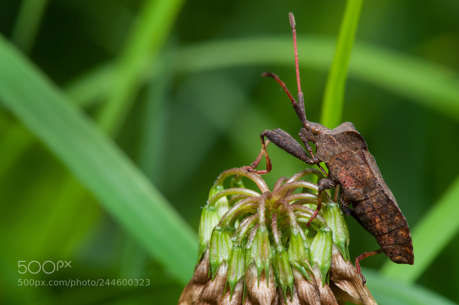 Nikon D5000 sample photo. Coreus marginatus photography
