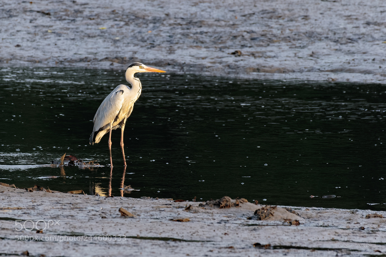 Canon EOS 7D Mark II sample photo. Evening on the river photography