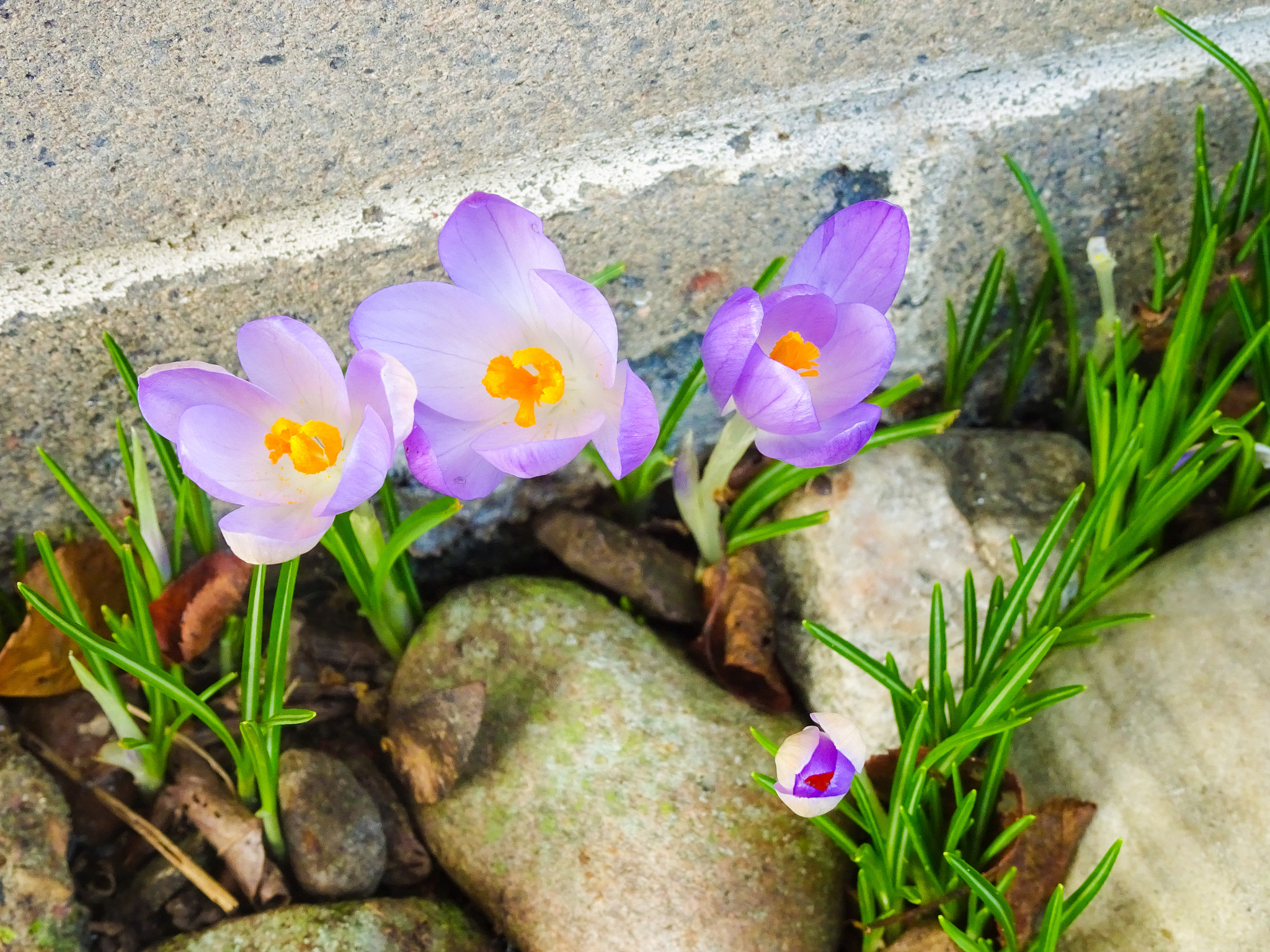 Sony Cyber-shot DSC-WX500 sample photo. Crocus in bloom photography