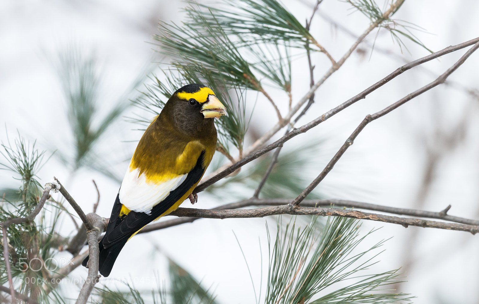 Sony a7R II sample photo. Yellow on evergreen photography