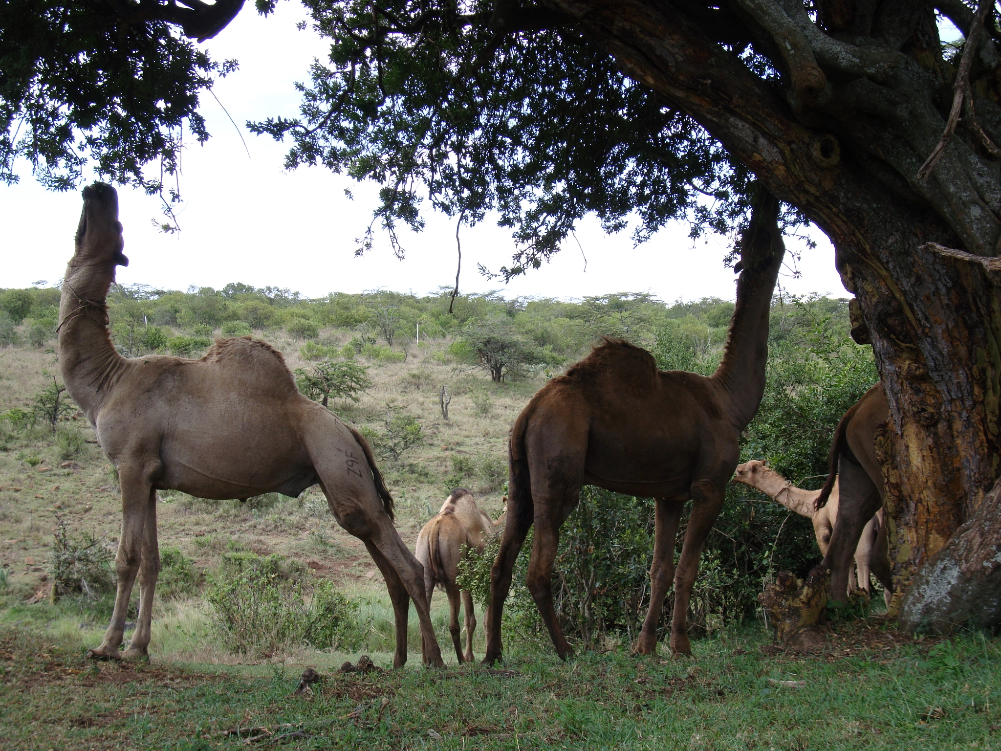 Sony Cyber-shot DSC-W300 sample photo. Camels in harmony photography