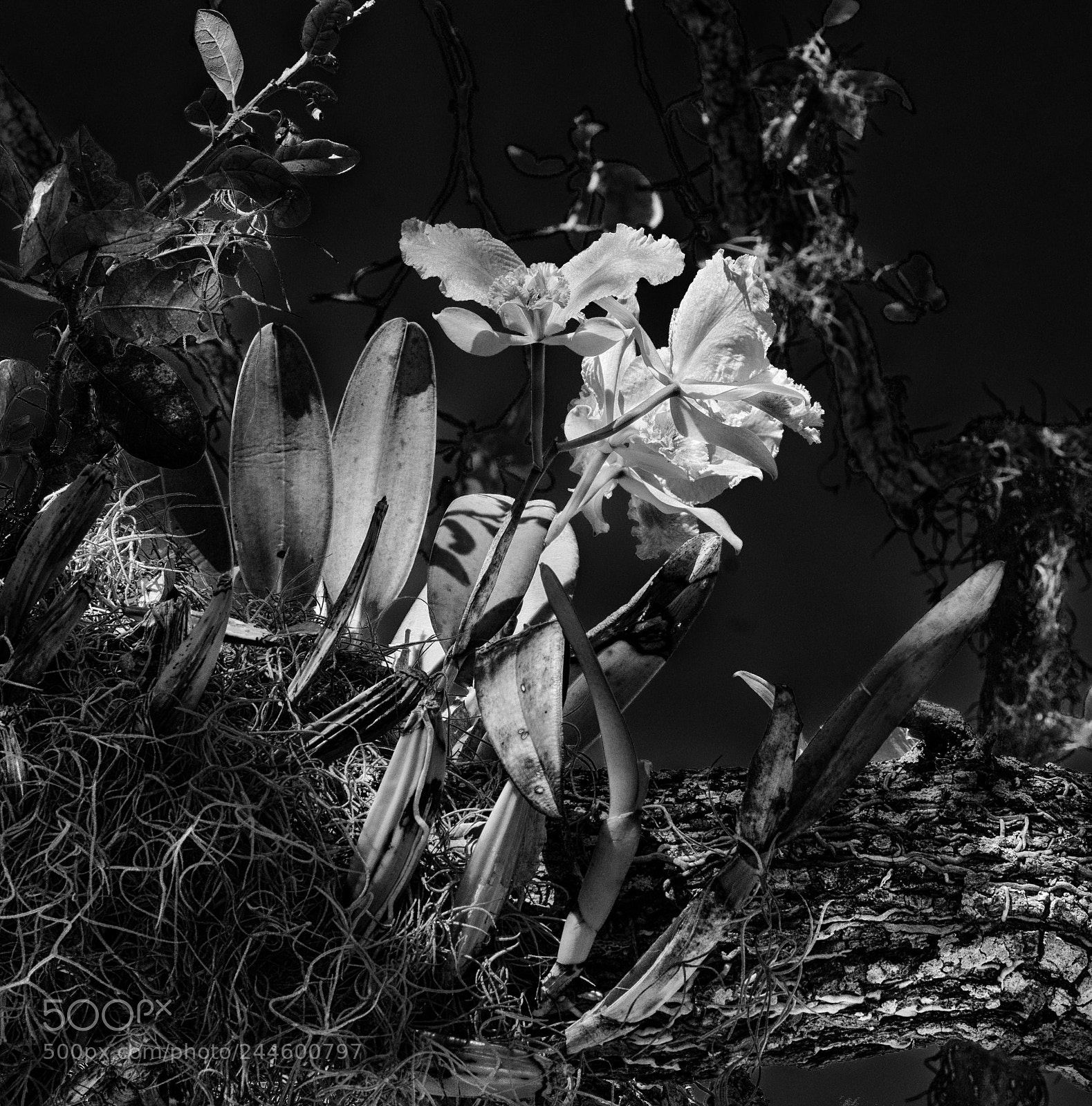 Hasselblad X1D-50c sample photo. Orchid in a tree photography