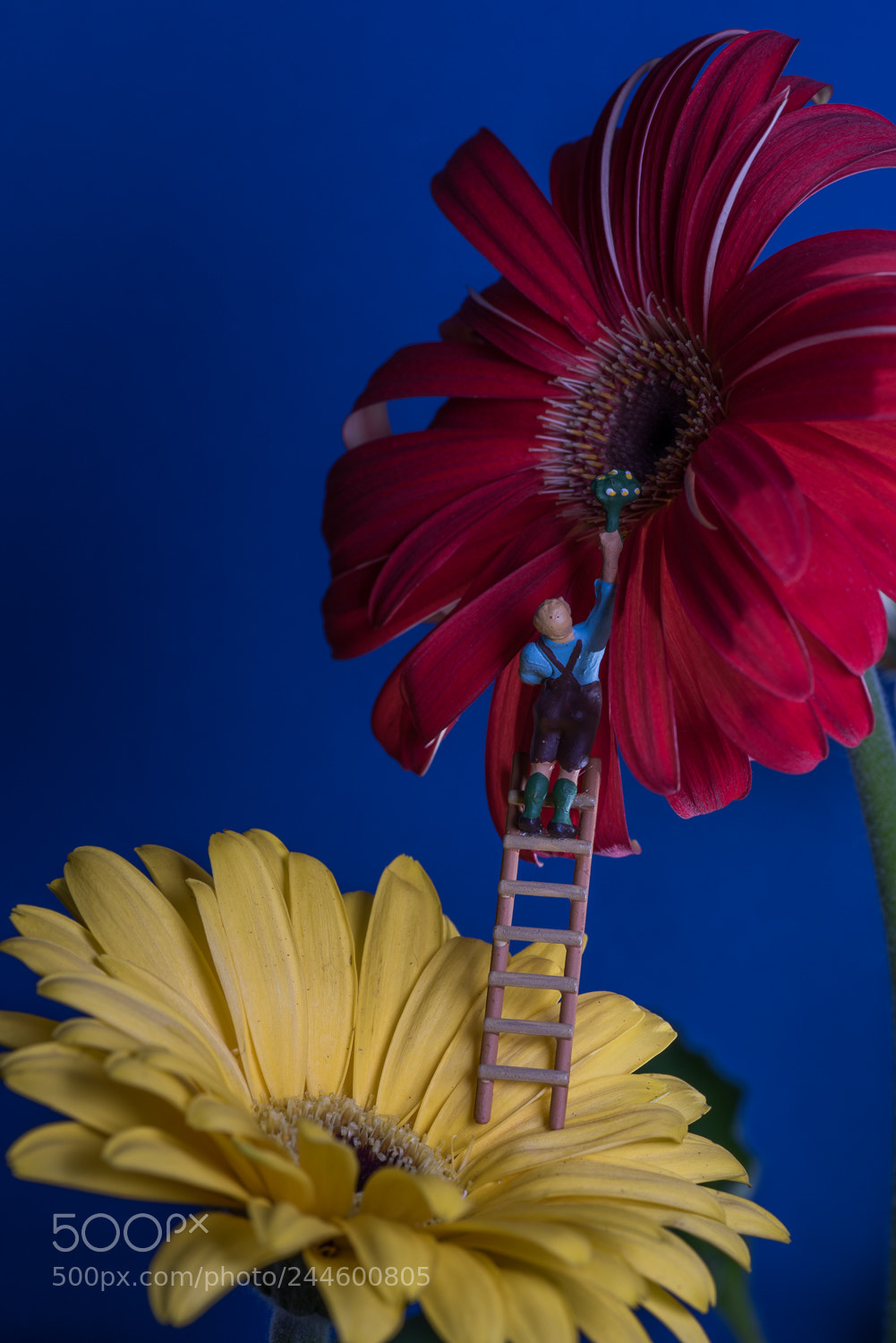Nikon D810 sample photo. Gerbere photography