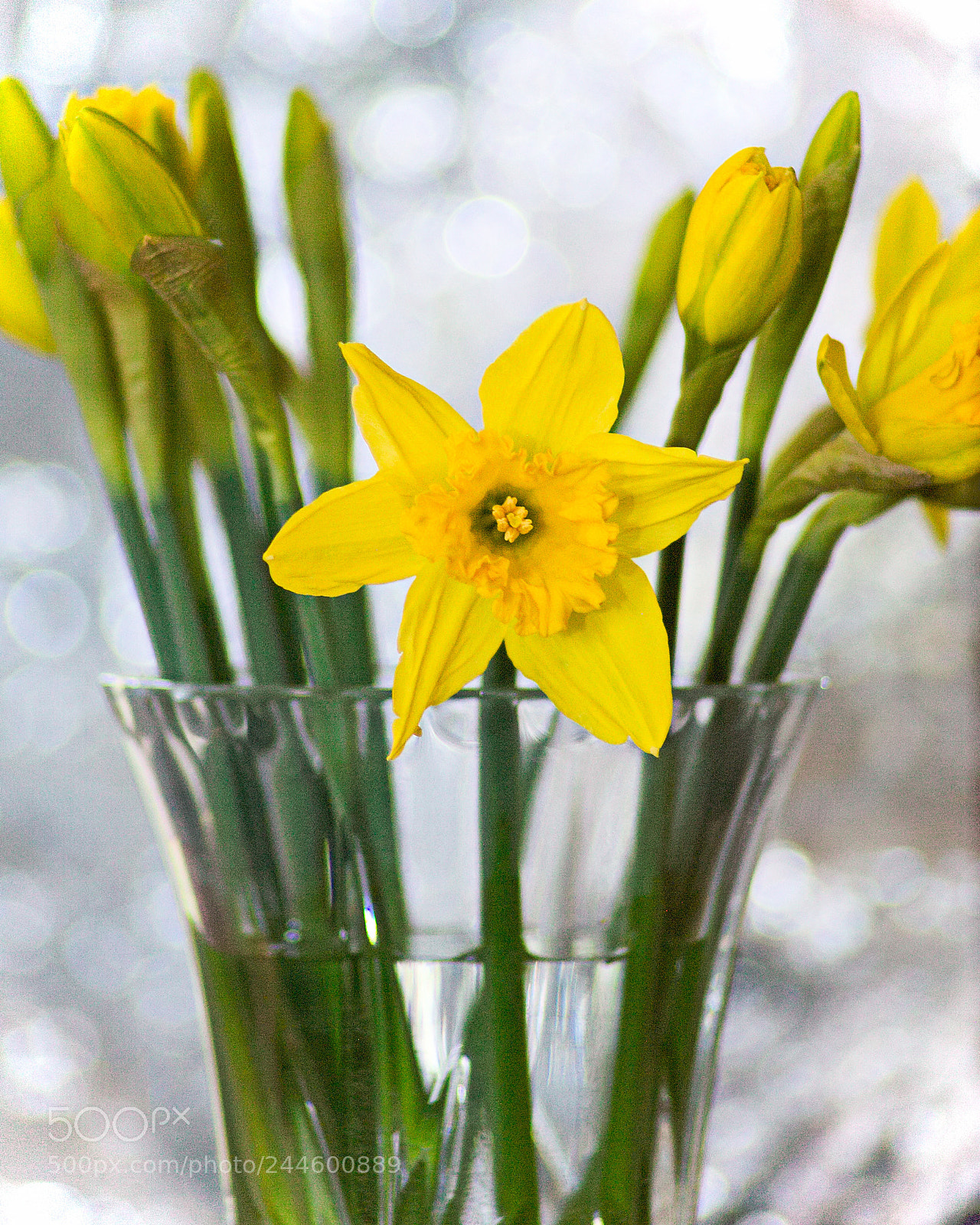 Nikon D2X sample photo. Spring vase photography