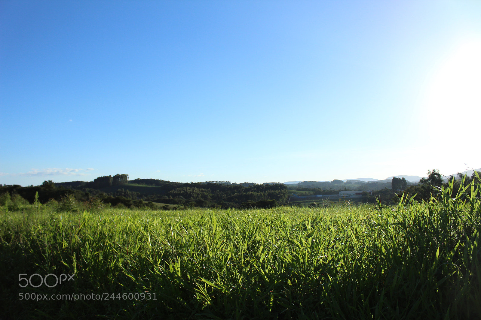 Canon EOS 1200D (EOS Rebel T5 / EOS Kiss X70 / EOS Hi) sample photo. Bright field photography