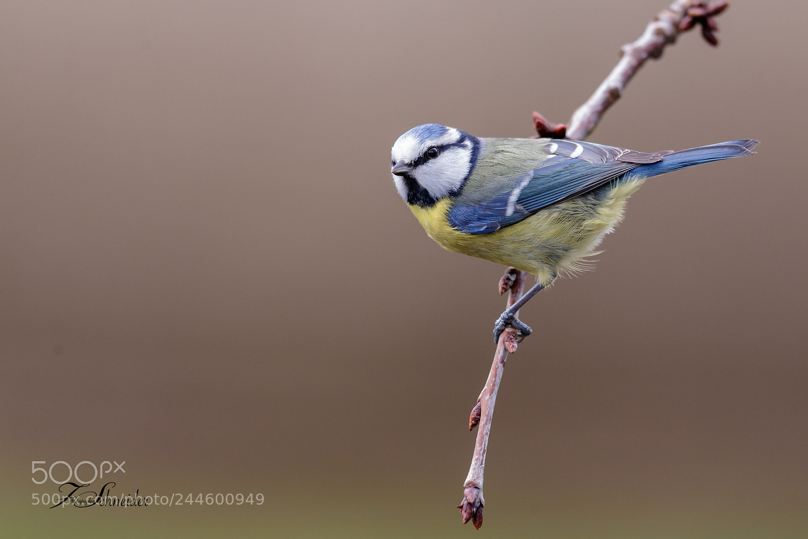Canon EOS-1D X Mark II sample photo. Blue tit on a photography