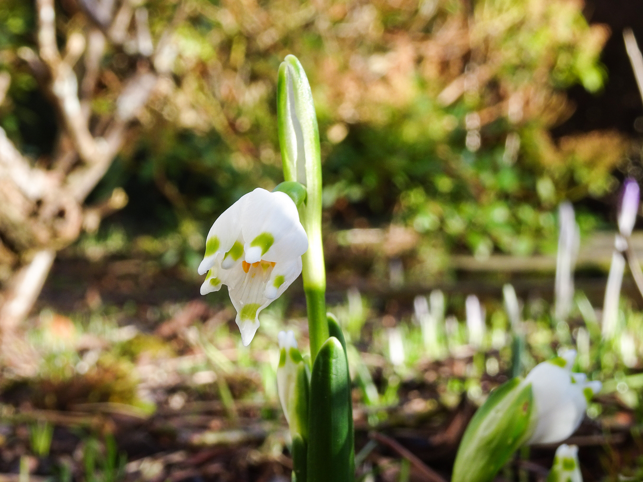 Sony Cyber-shot DSC-WX500 sample photo. Snowdrop in bloom photography