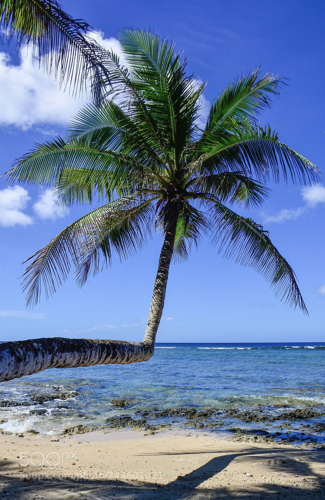 Nikon D7100 sample photo. Perfect palm photography