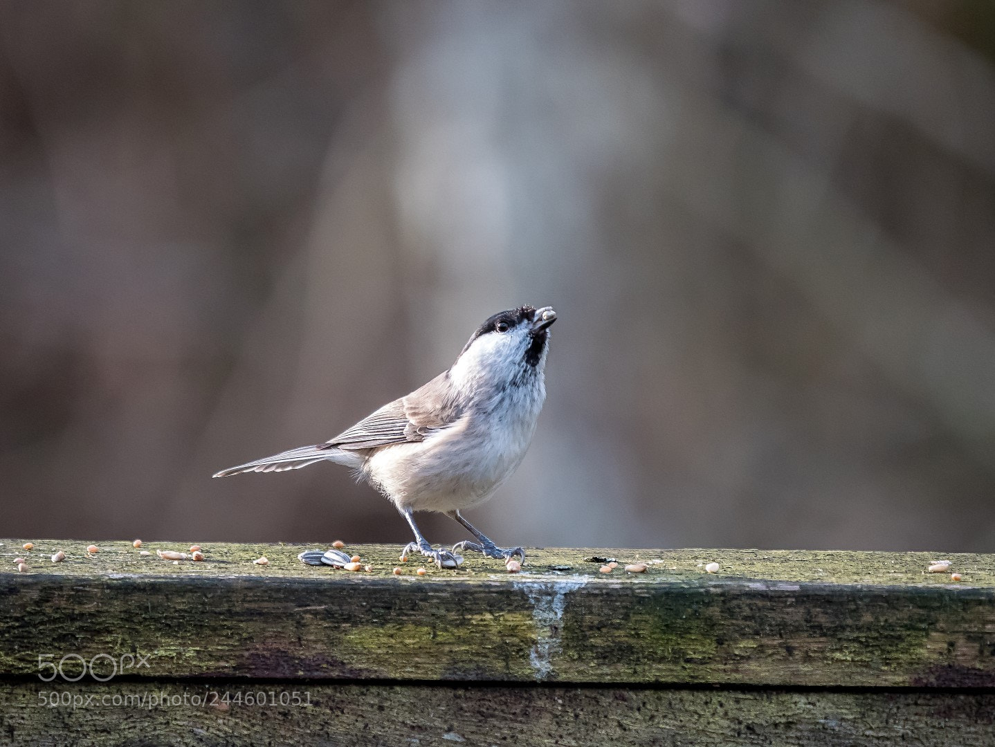 Panasonic Lumix DMC-GX85 (Lumix DMC-GX80 / Lumix DMC-GX7 Mark II) sample photo. Parus palustris photography