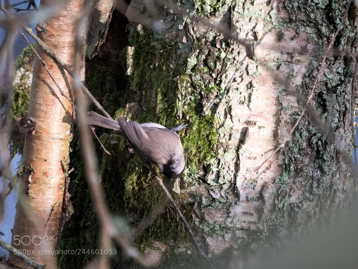 Panasonic Lumix DMC-GX85 (Lumix DMC-GX80 / Lumix DMC-GX7 Mark II) sample photo. Parus palustris photography