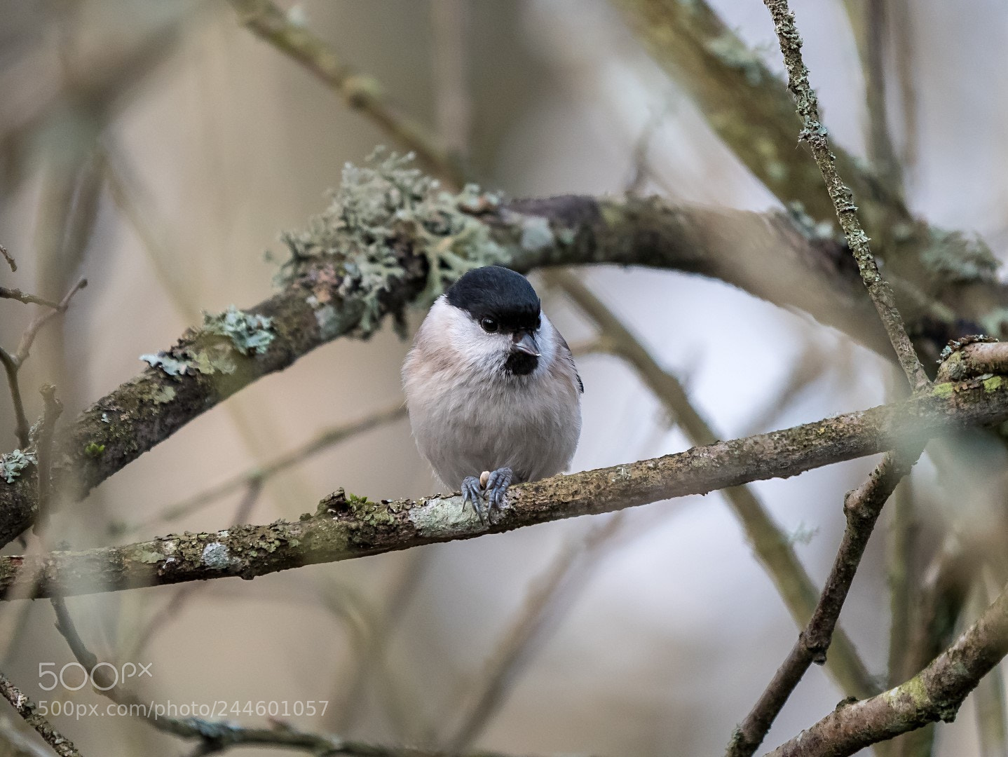 Panasonic Lumix DMC-GX85 (Lumix DMC-GX80 / Lumix DMC-GX7 Mark II) sample photo. Parus palustris photography