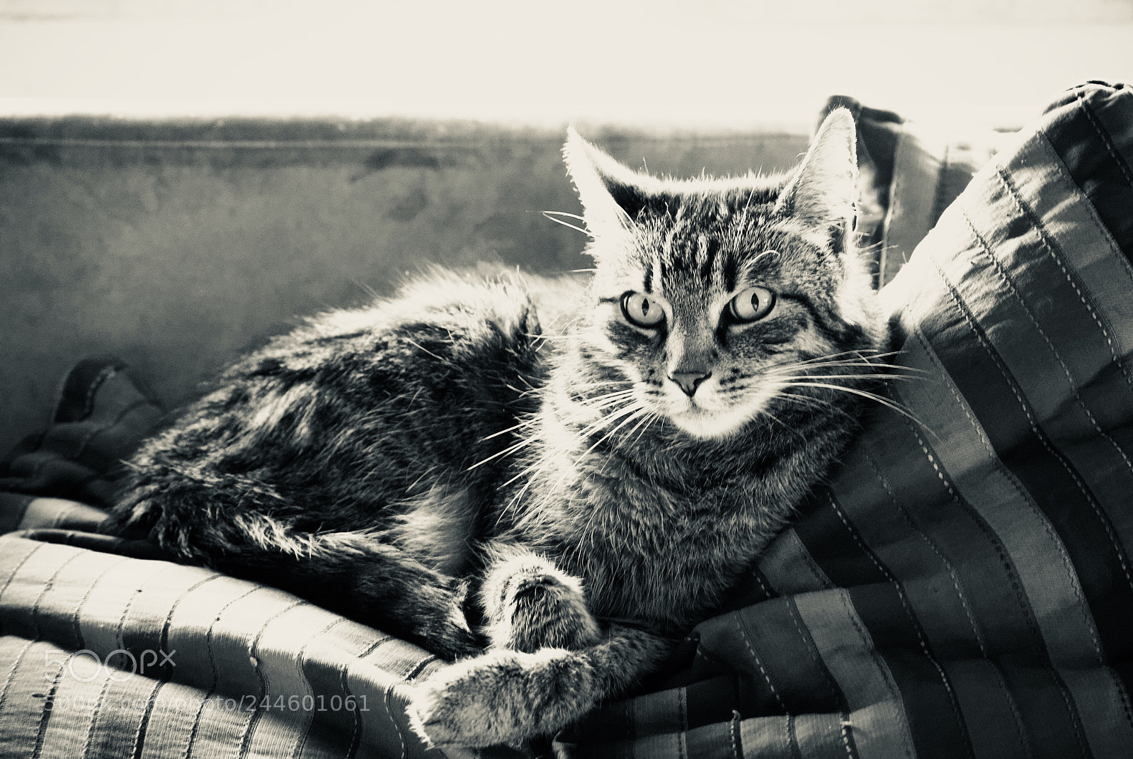 Nikon D3000 sample photo. My cat photography