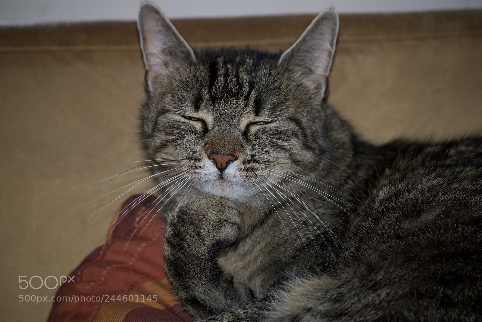 Nikon D3000 sample photo. Sweet dreams photography