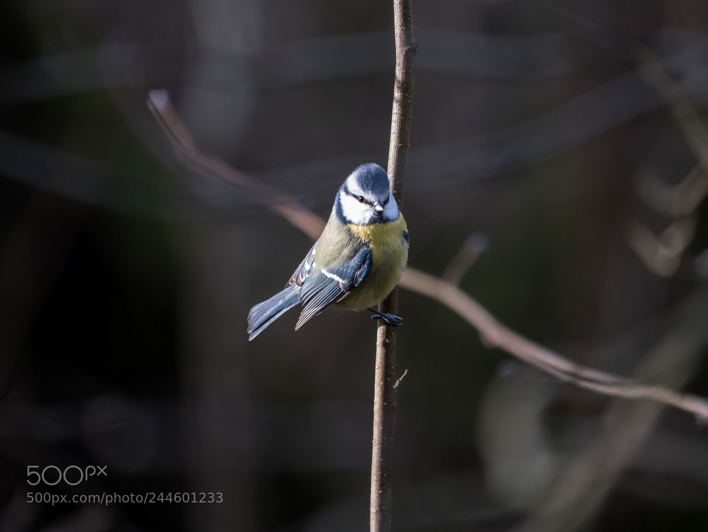 Panasonic Lumix DMC-GX85 (Lumix DMC-GX80 / Lumix DMC-GX7 Mark II) sample photo. Parus caeruleus photography