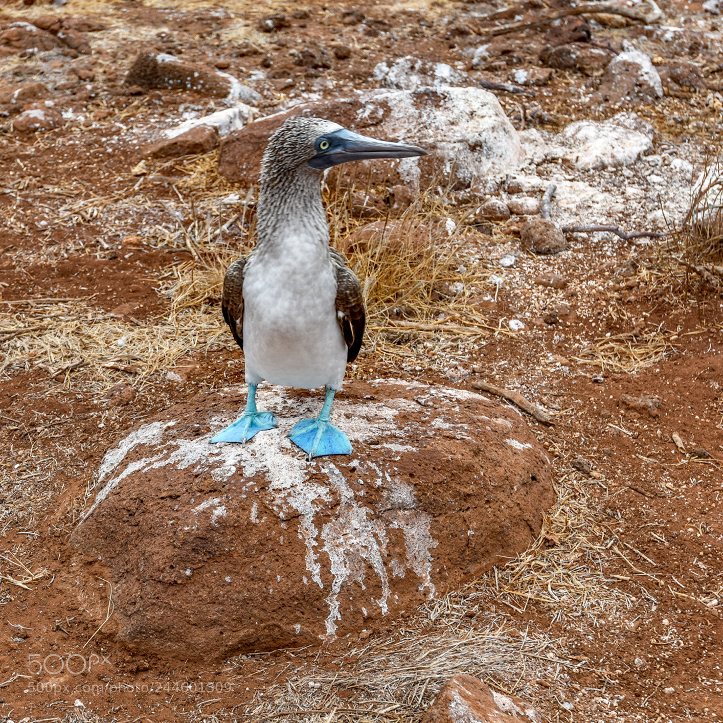 Nikon D810 sample photo. Galapagos wildlife visit nov 2017 photography