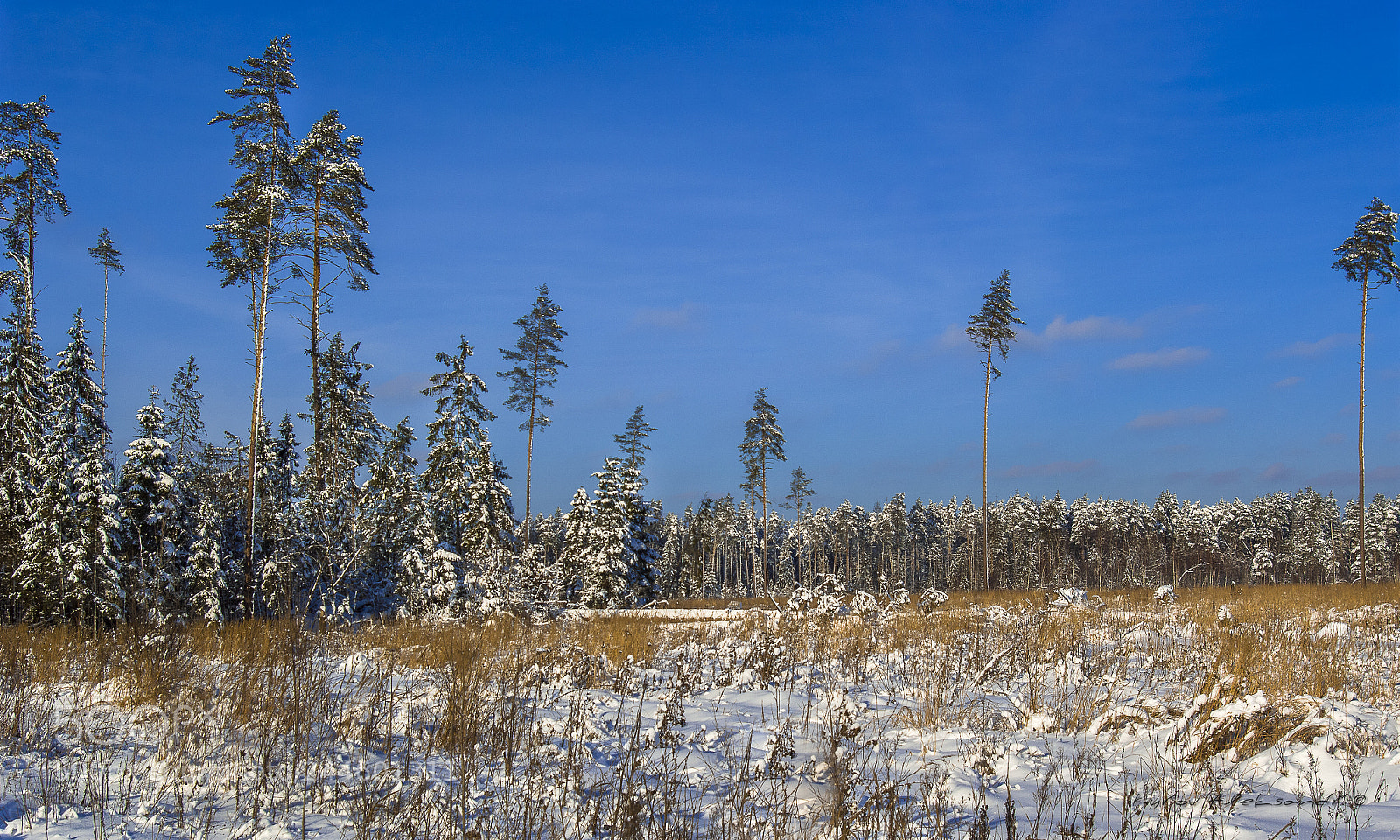 Pentax K20D sample photo. Sunny winter day photography