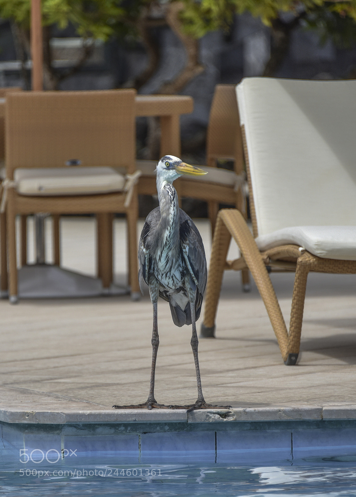 Nikon D810 sample photo. Galapagos wildlife visit nov 2017 photography