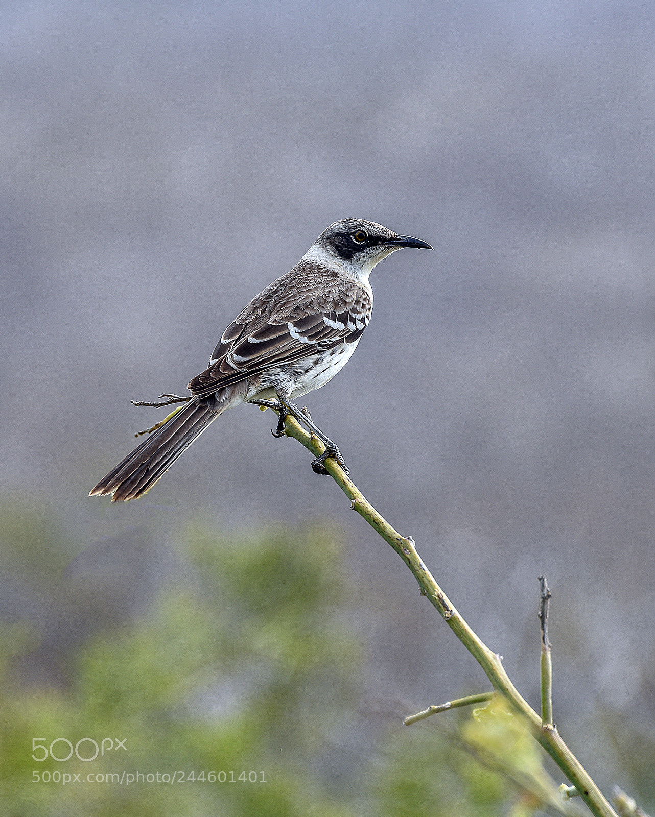 Nikon D810 sample photo. Galapagos wildlife visit nov 2017 photography