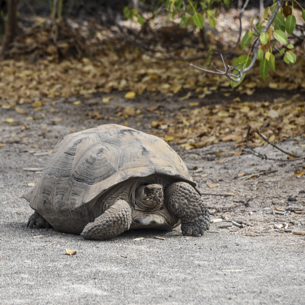 Nikon D810 sample photo. Galapagos wildlife visit nov 2017 photography