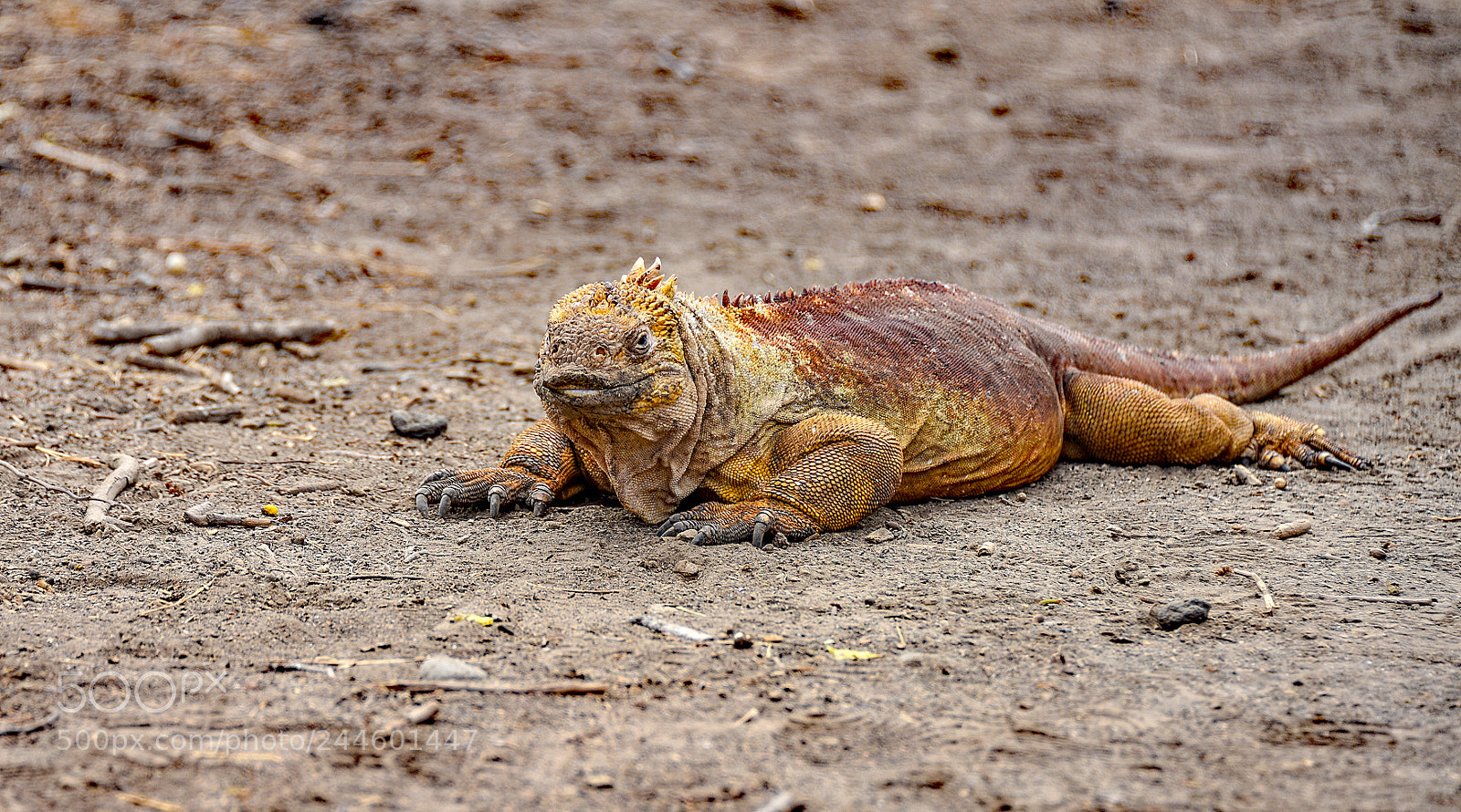 Nikon D810 sample photo. Galapagos wildlife visit nov 2017 photography