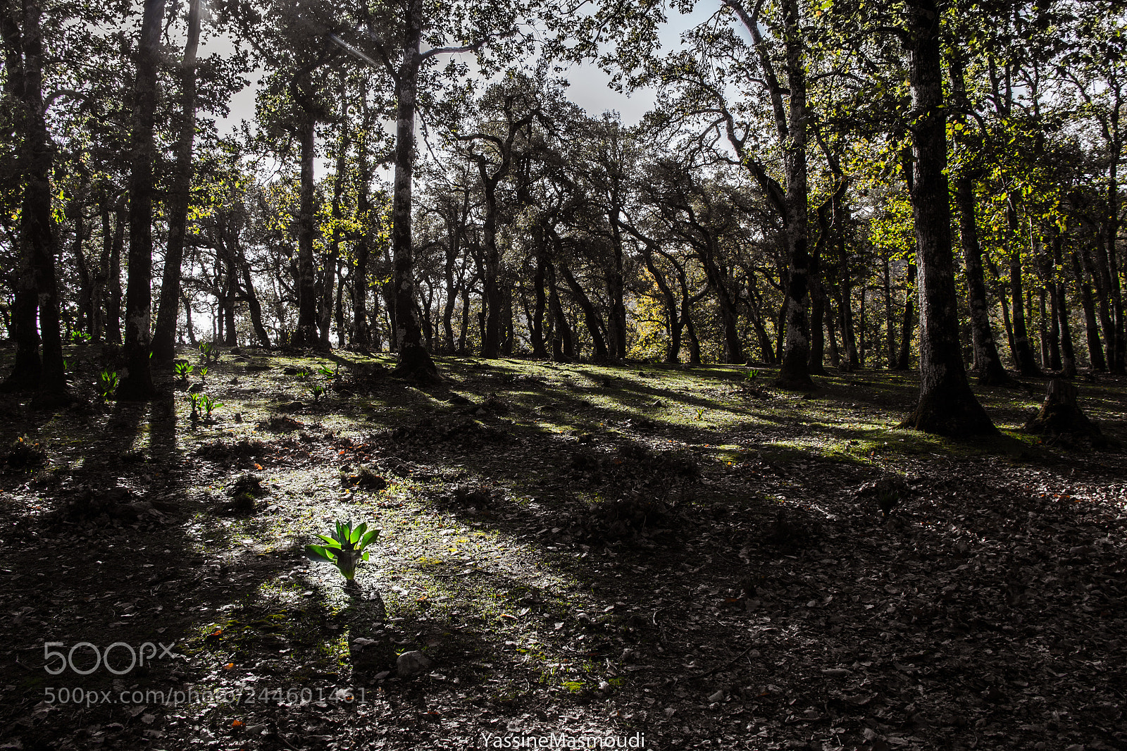 Canon EOS 60D sample photo. The lonely plant photography