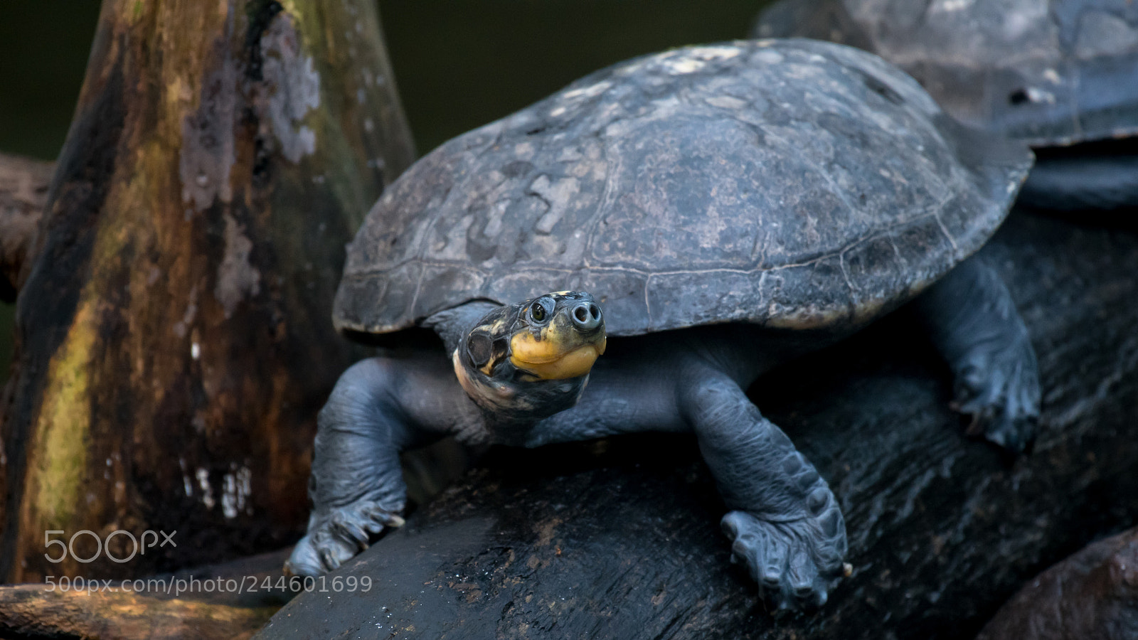 Nikon D500 sample photo. Schilpad photography