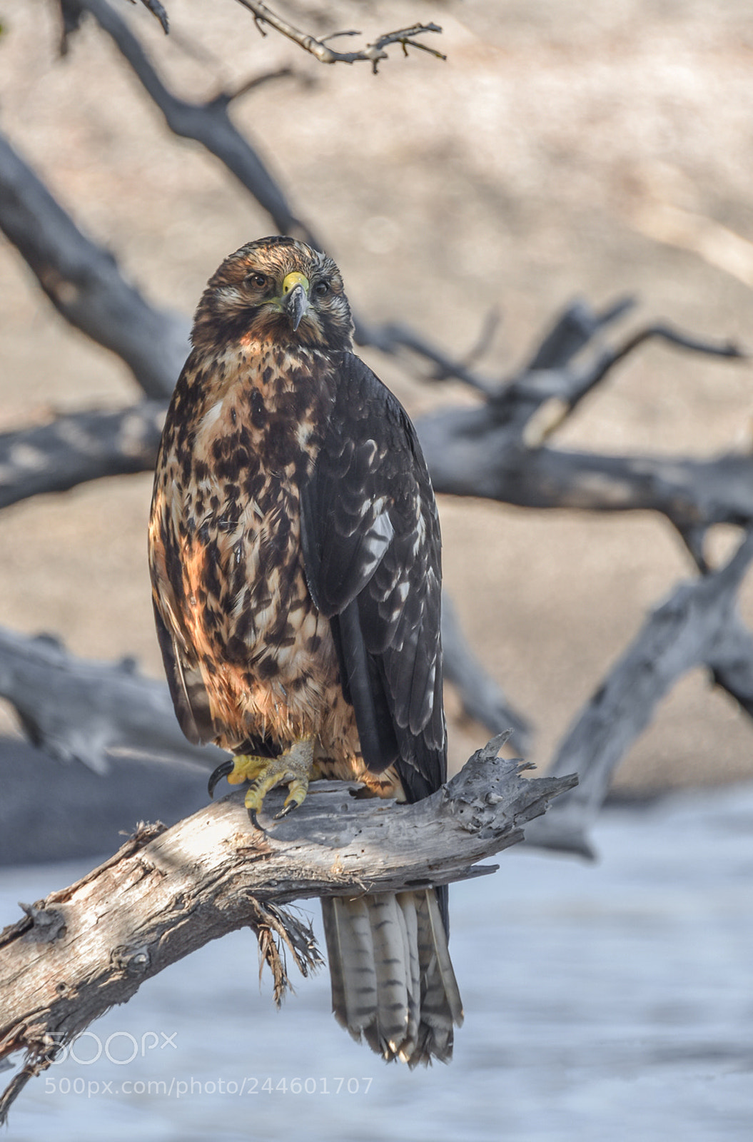 Nikon D810 sample photo. Galapagos wildlife visit nov 2017 photography