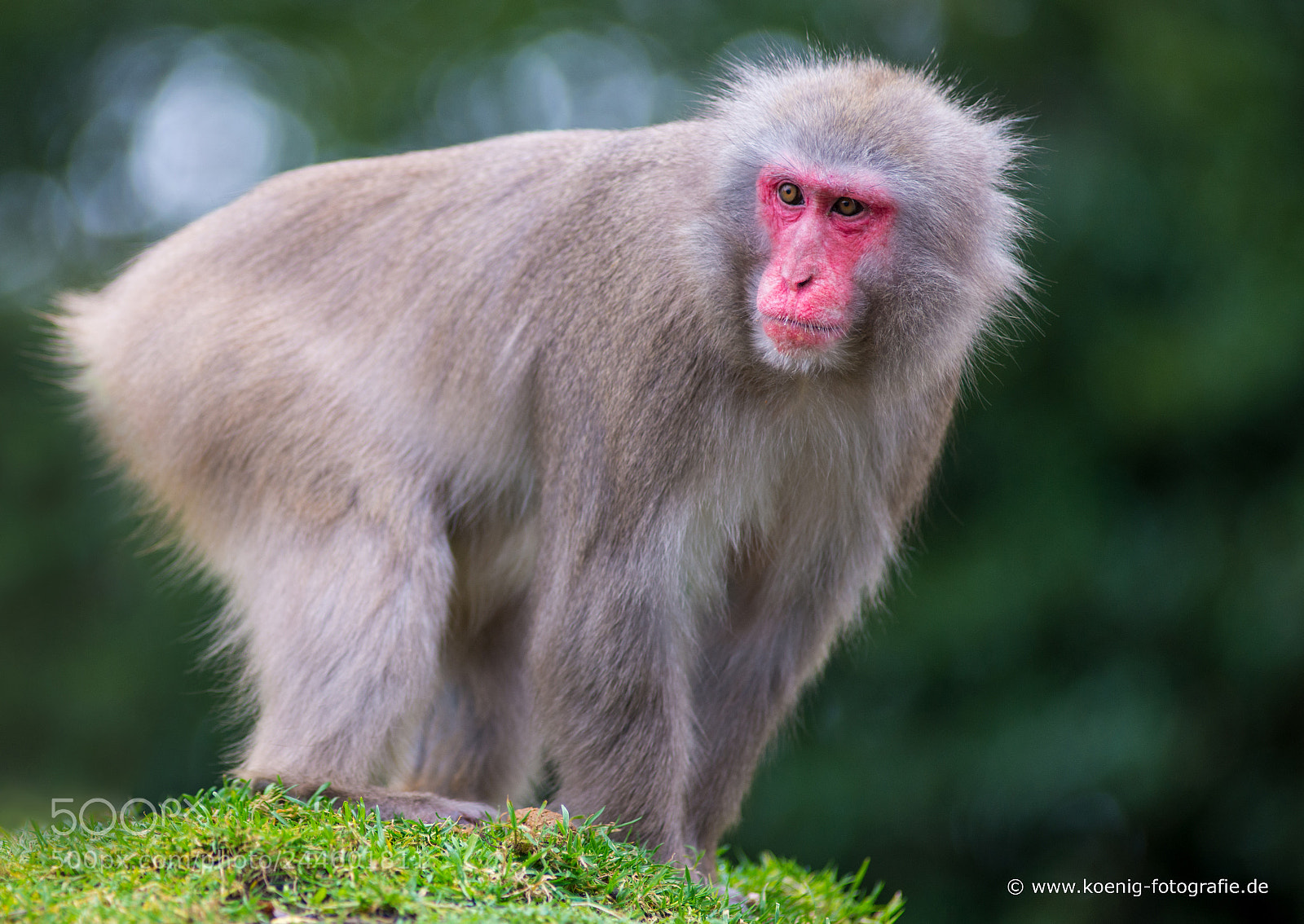 Nikon D800 sample photo. Japanmakak photography